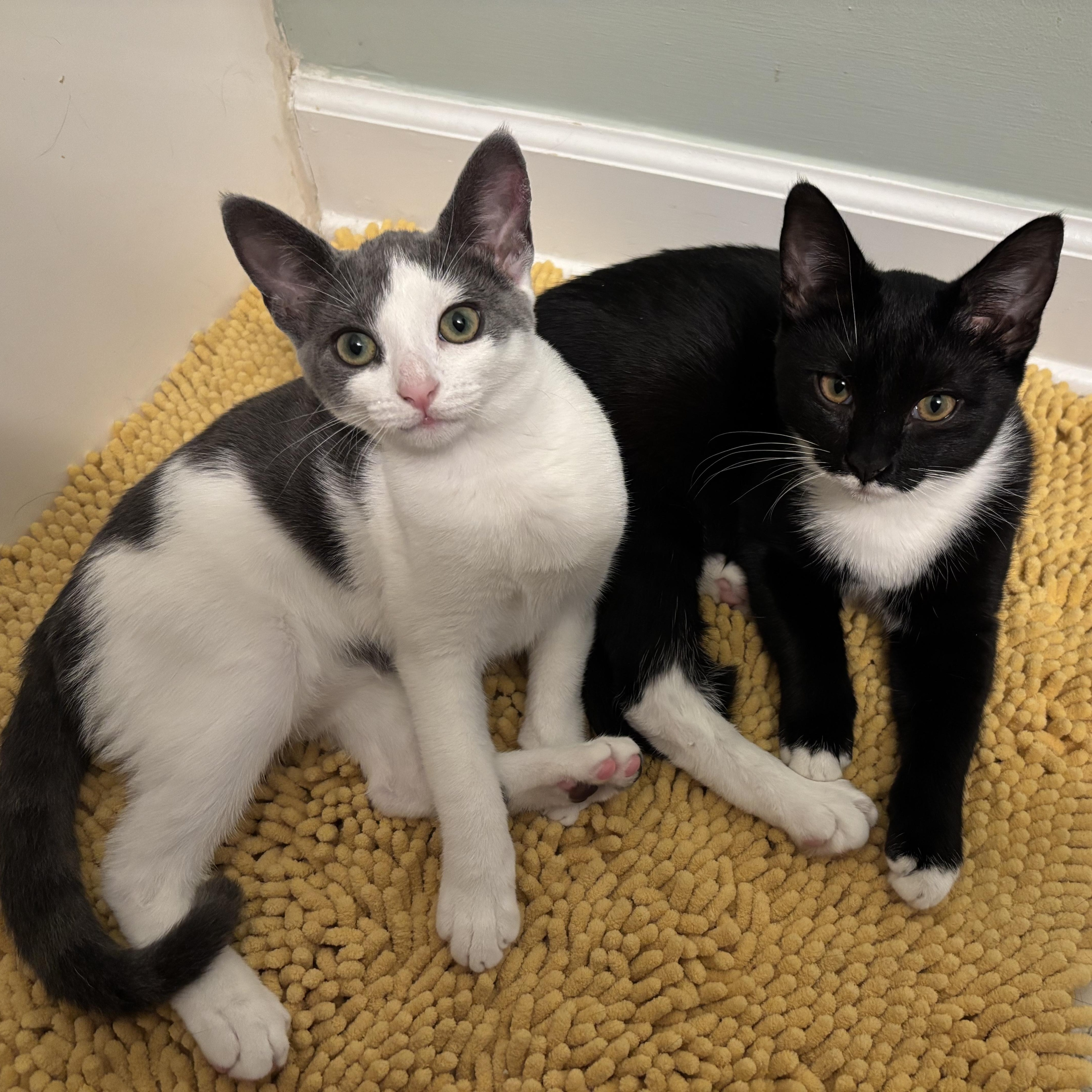 Goggles - Athens, GA, a Adoptable mixed breed in Athens, GA image 6/6