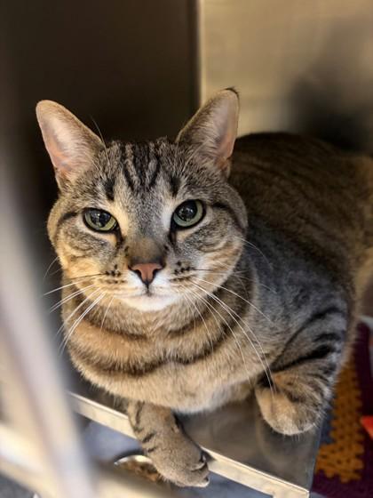 Molly, Adoptable, Adult Female Domestic Short Hair & Domestic Short Hair.