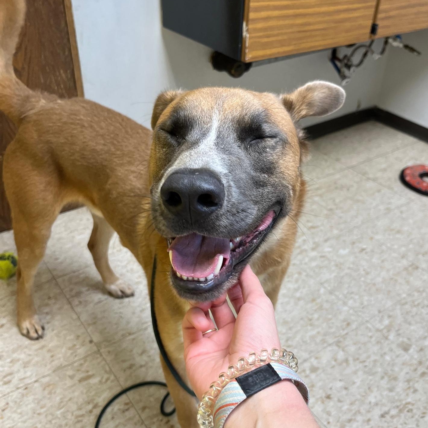 Marmaduke, a other mixed breed in Storm Lake, IA image 1/4
