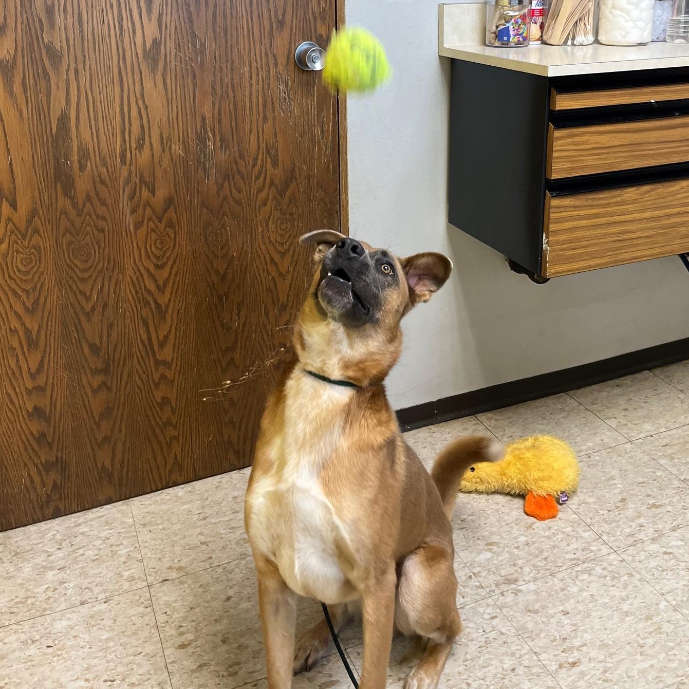Marmaduke, a other mixed breed in Storm Lake, IA image 2/4