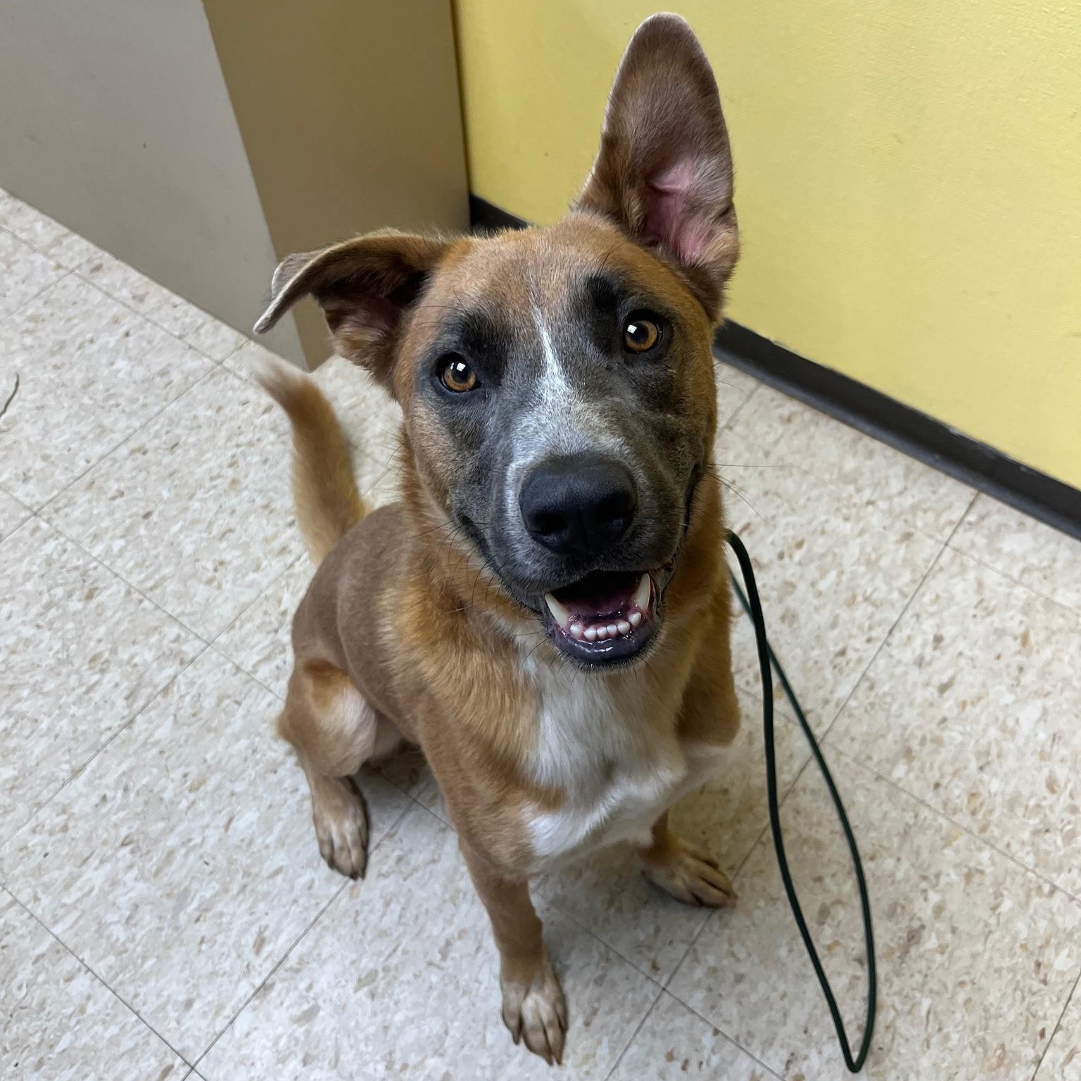 Marmaduke, a other mixed breed in Storm Lake, IA image 3/4