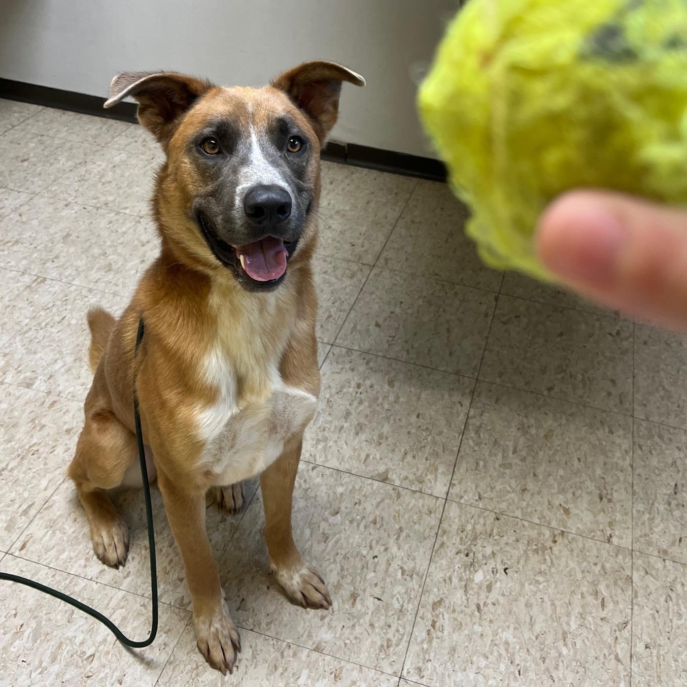 Marmaduke, a other mixed breed in Storm Lake, IA image 4/4