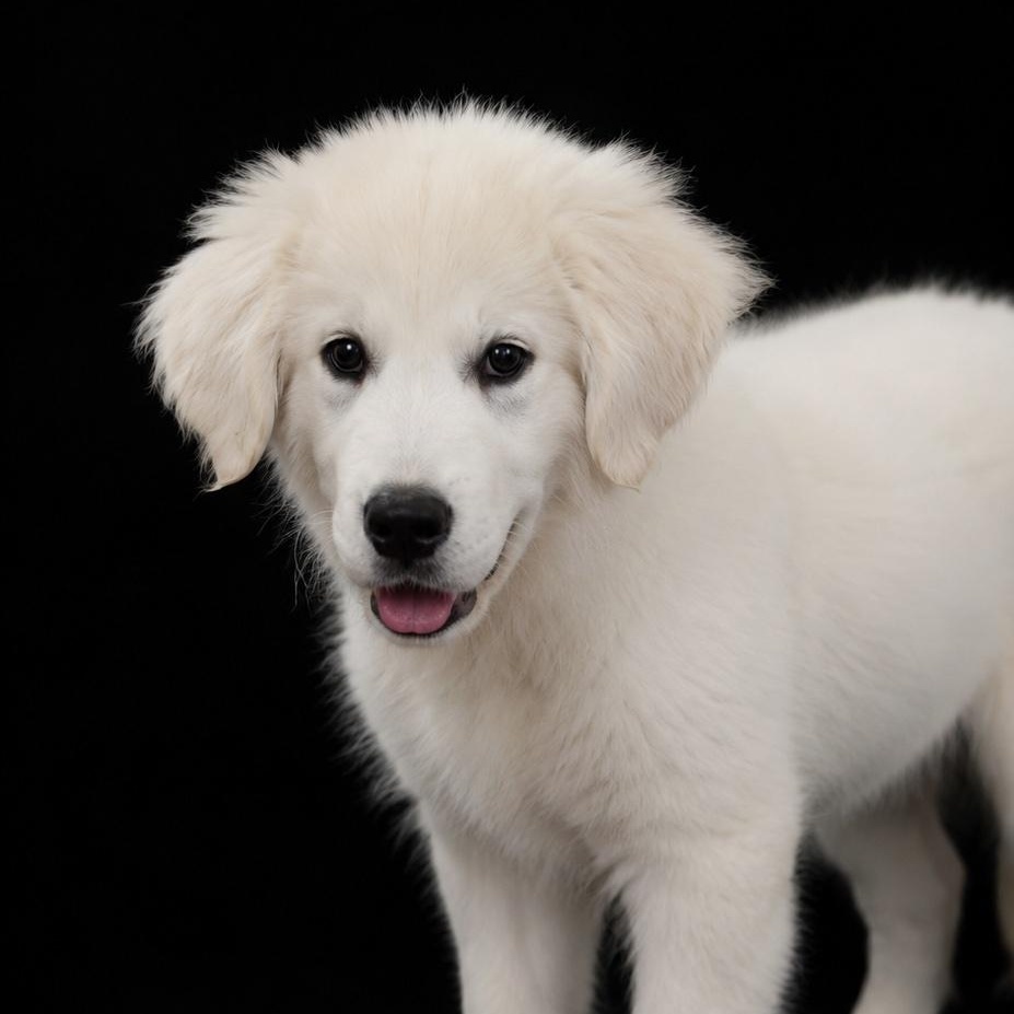 Enlarge Axle, a Adoptable Great Pyrenees in Oak Bluffs, MA image 1/1