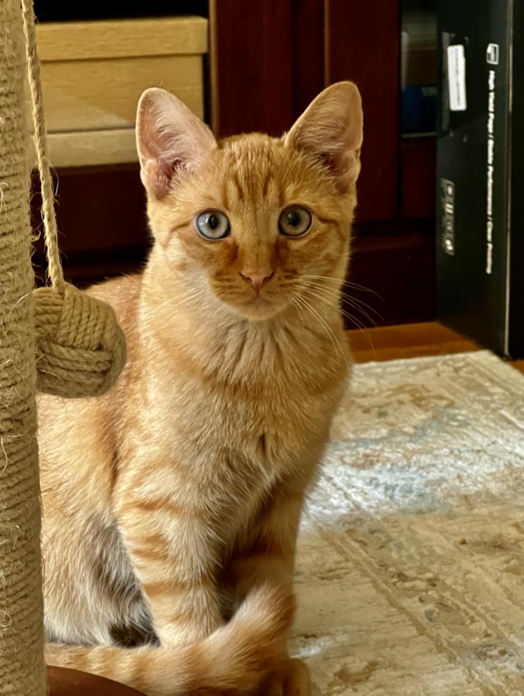 Howie, Adoptable, Kitten Male Domestic Short Hair.