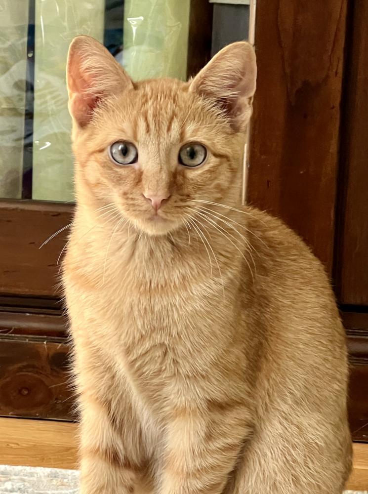 Enlarge Howie, a Adoptable mixed breed in Oradell, NJ image 2/4