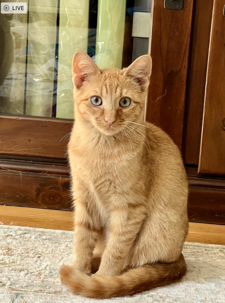 Enlarge Howie, a Adoptable mixed breed in Oradell, NJ image 4/4