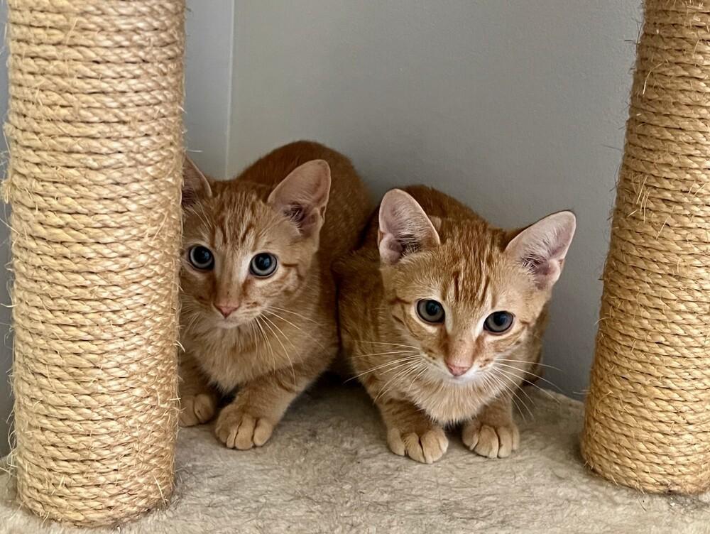 Howie, a Adoptable mixed breed in Oradell, NJ image 2/2