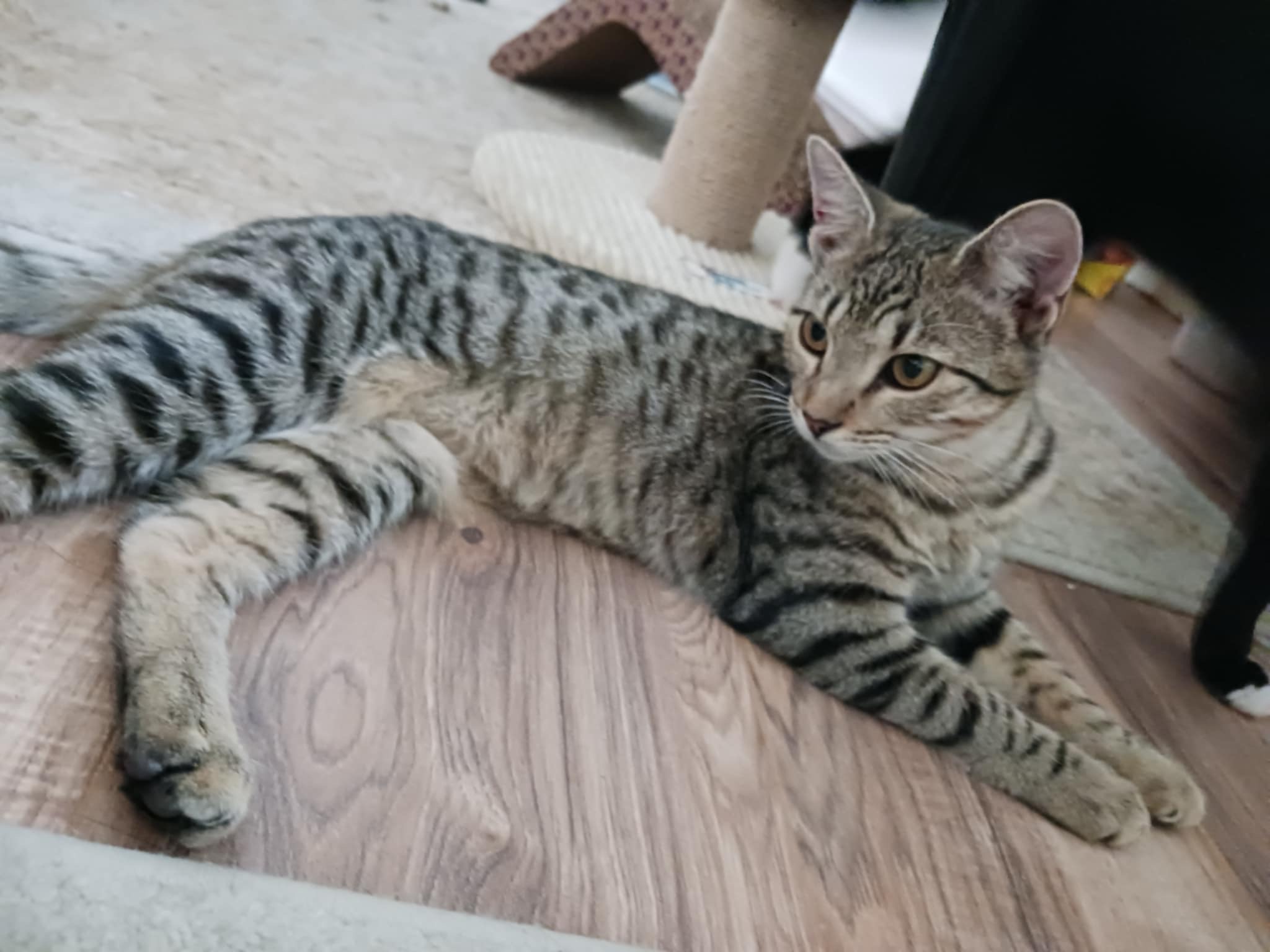 Reagan =^.^=