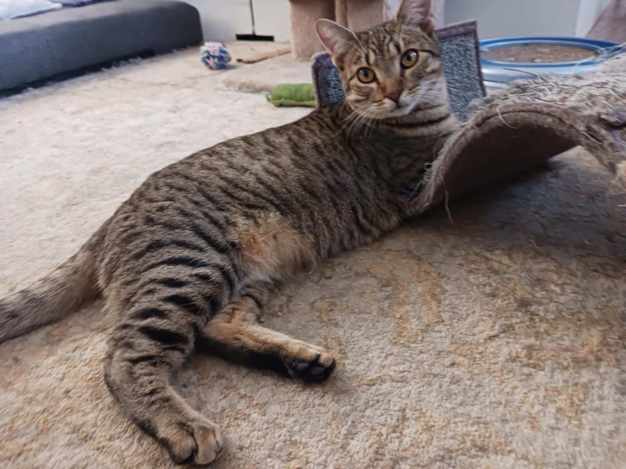 Reagan =^.^=