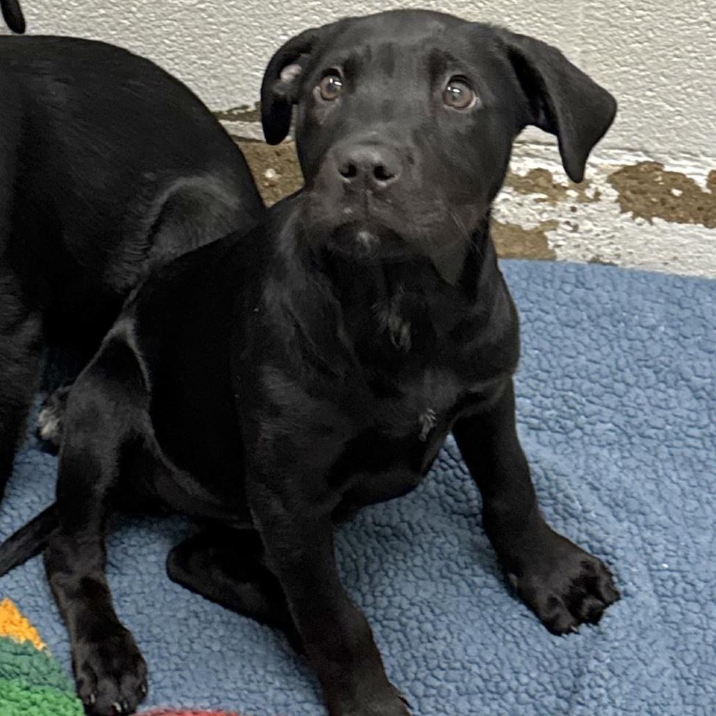 Poppy, Adoptable, Puppy Female Black Labrador Retriever & Mixed Breed.