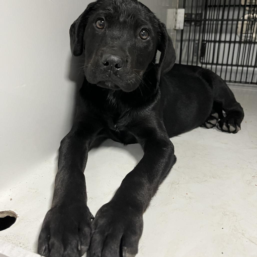 Enlarge Poppy, a Adoptable mixed breed in Beaumont, TX image 2/2