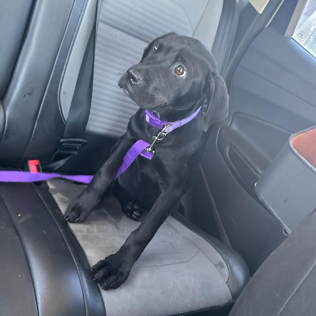 Enlarge Poppy AKA Rosie, a Adoptable mixed breed in Beaumont, TX image 5/6