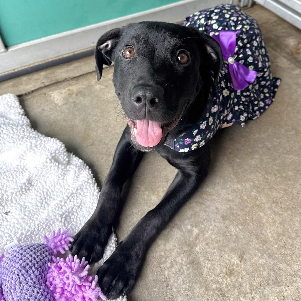 Enlarge Poppy AKA Rosie, a Adoptable mixed breed in Beaumont, TX image 6/6