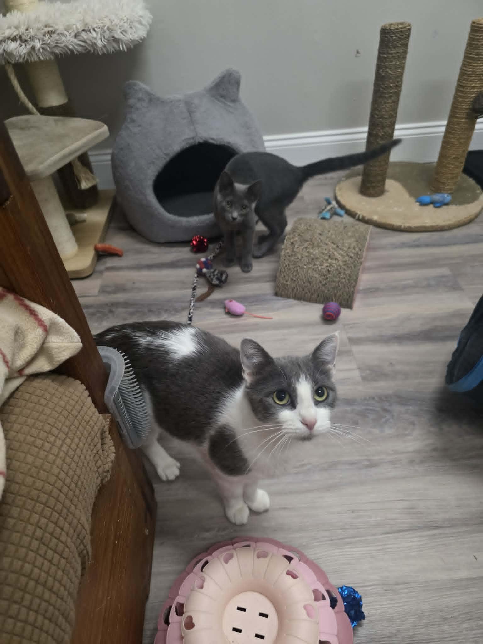 Misty, ADOPTABLE, Adult Female Domestic Short Hair.