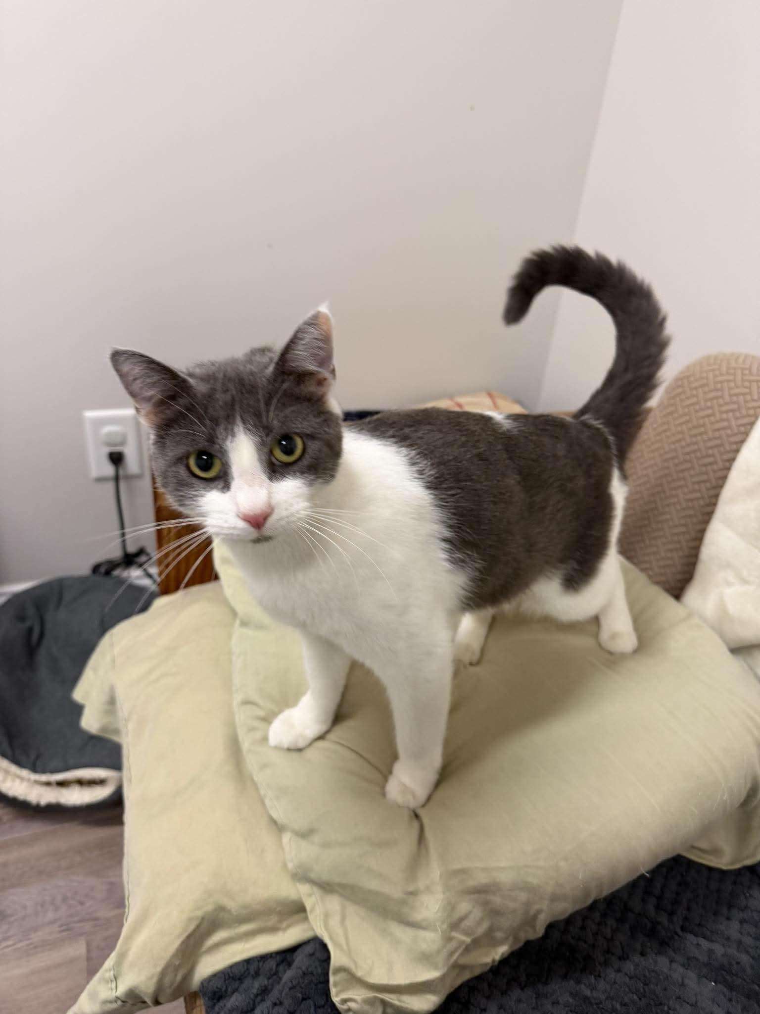 Enlarge Misty, a Adoptable Domestic Short Hair in Fulton, NY image 1/3
