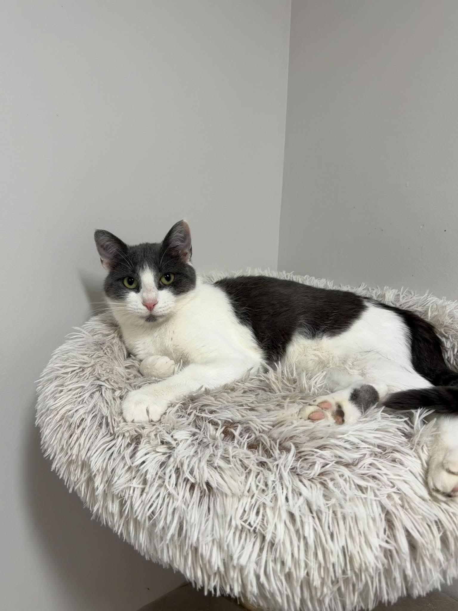 Enlarge Misty, a Adoptable Domestic Short Hair in Fulton, NY image 3/3