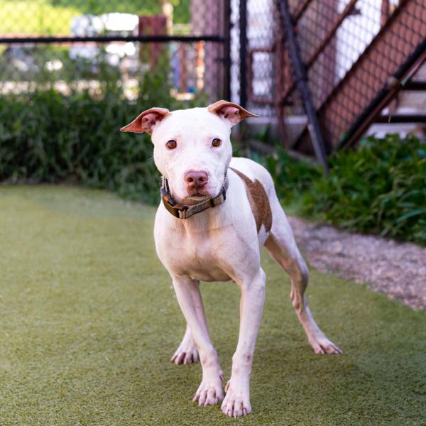 Enlarge In Foster - Kendi, a Adoptable mixed breed in Lawrenceville, GA image 1/1