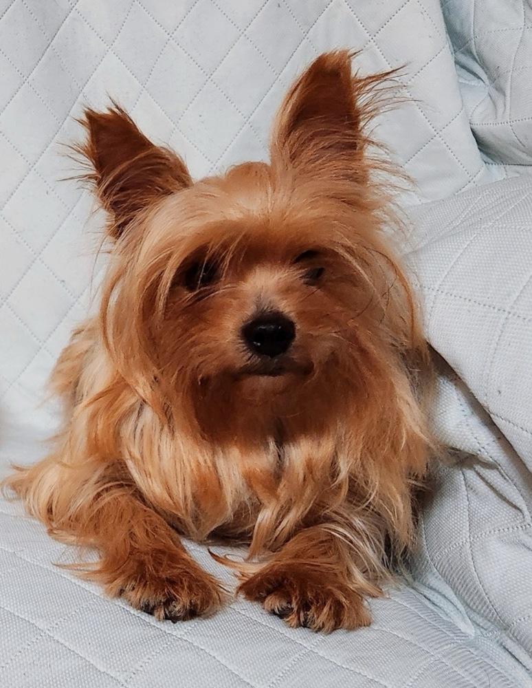 Enlarge EJ, a Adoptable Yorkshire Terrier in Milton, GA image 1/1