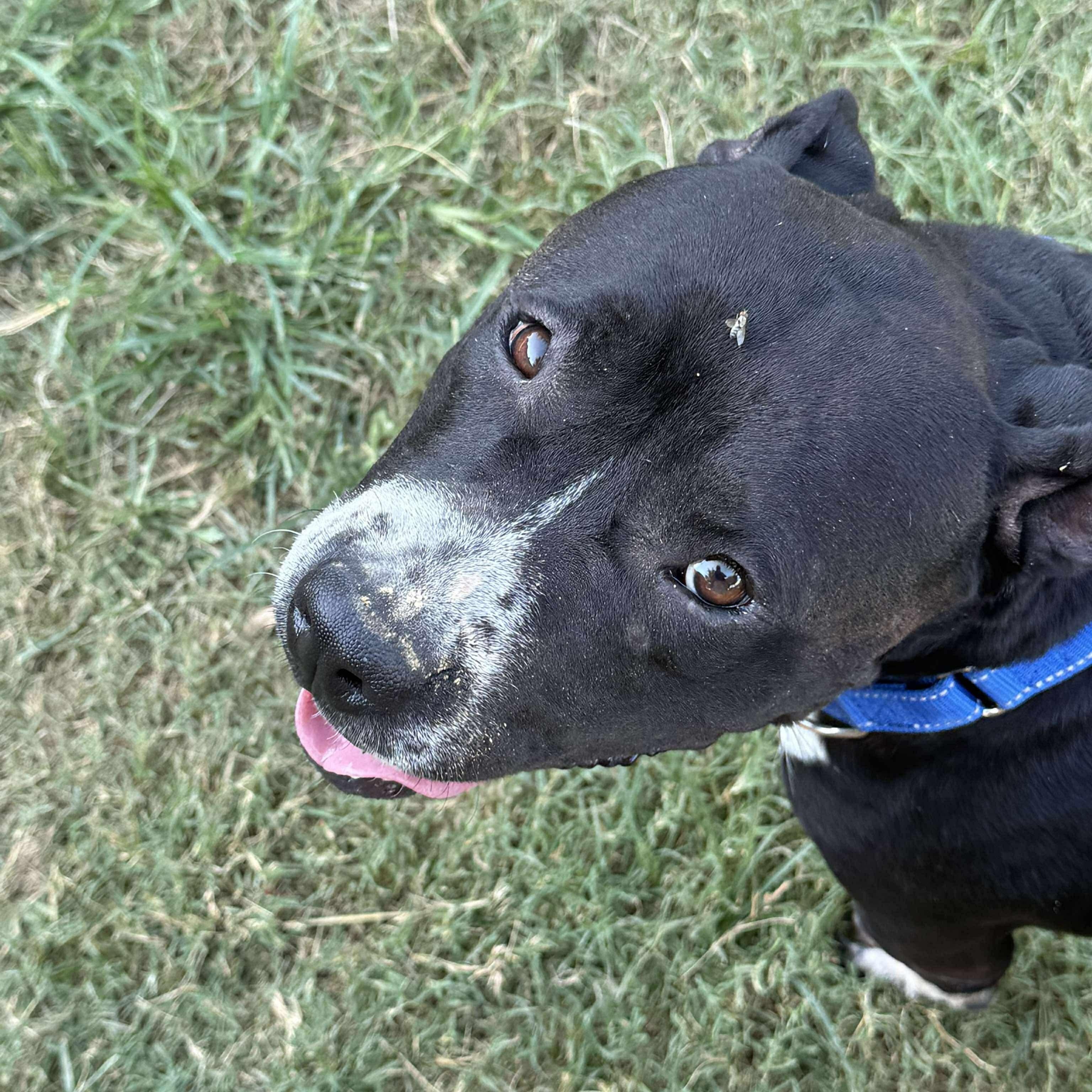 Peggy Sue, a Adoptable Pit Bull Terrier in Belle Plaine, MN image 3/6