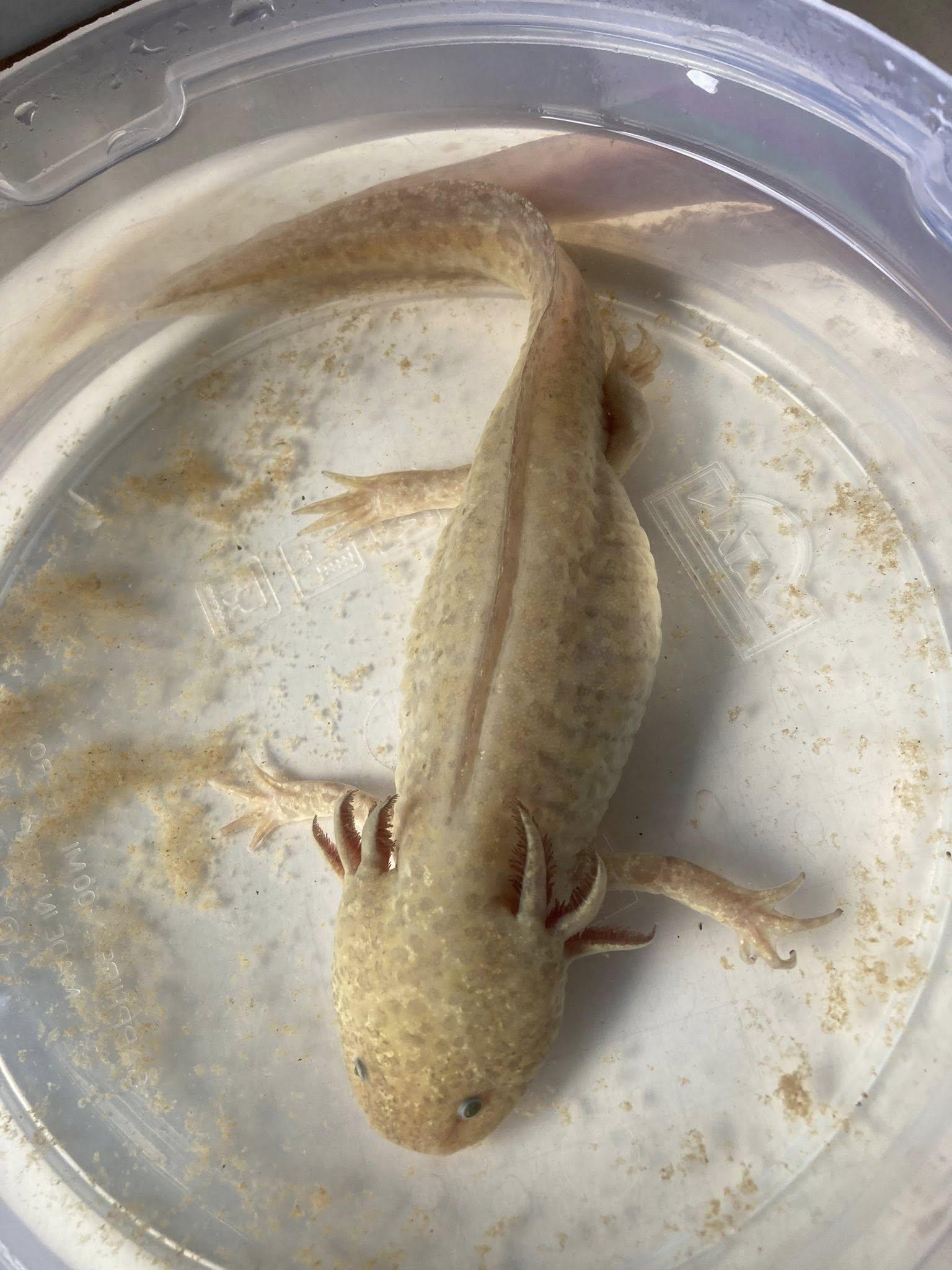 Enlarge Athena, a Adopted Other in Palmerton, PA image 1/2