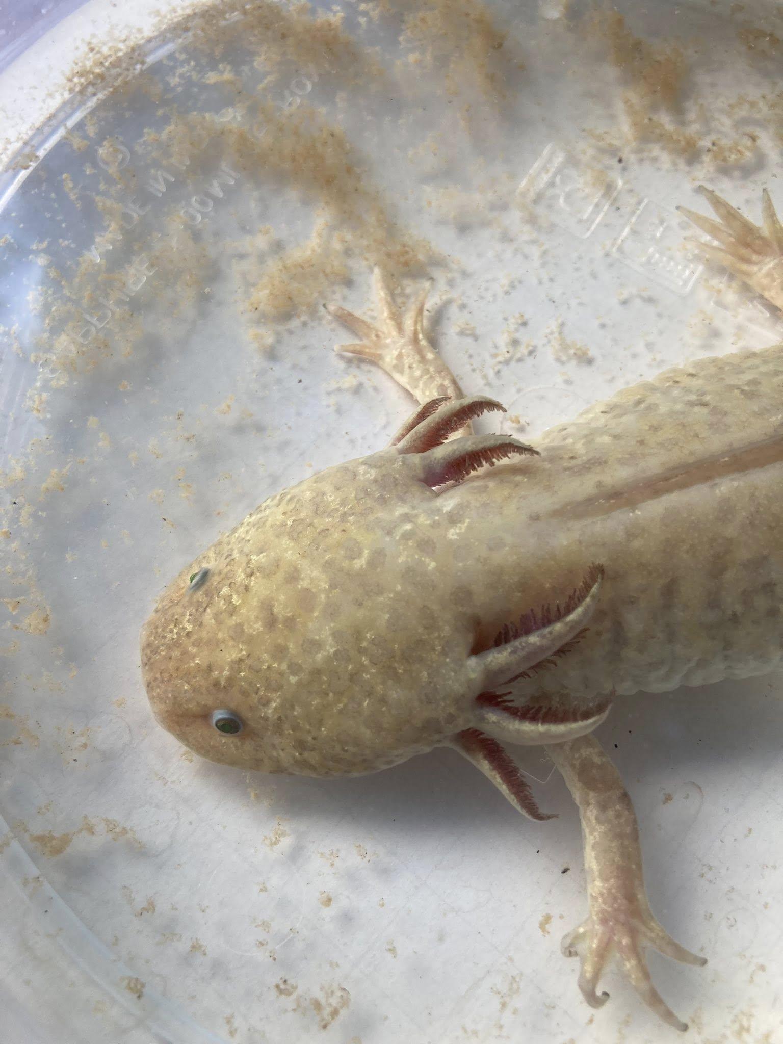 Enlarge Athena, a Adopted Other in Palmerton, PA image 2/2