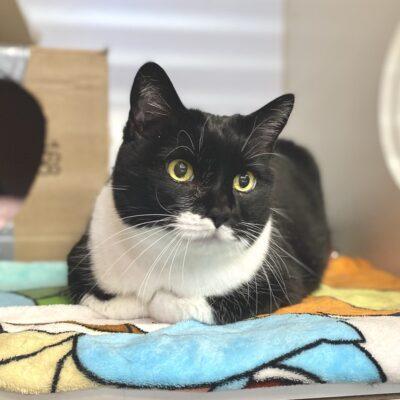 Charlotte, ADOPTABLE, Senior Female Domestic Short Hair.