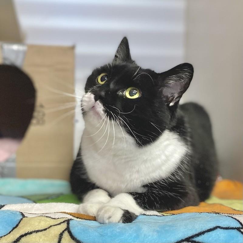 Enlarge Charlotte, a ADOPTABLE Domestic Short Hair in Truckee, CA image 3/4