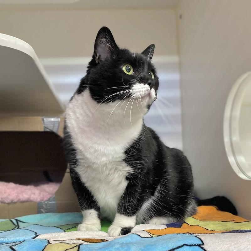 Enlarge Charlotte, a ADOPTABLE Domestic Short Hair in Truckee, CA image 2/4