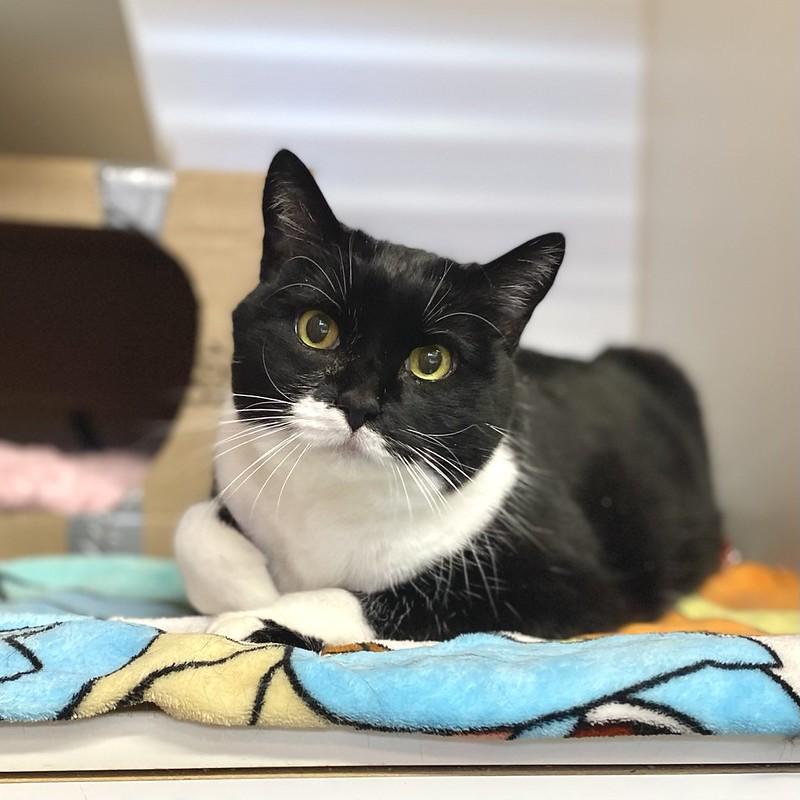 Enlarge Charlotte, a ADOPTABLE Domestic Short Hair in Truckee, CA image 4/4