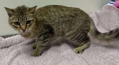 Fluffernap, Adoptable, Adult Female Domestic Medium Hair & Domestic Short Hair.