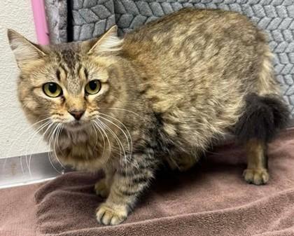 Enlarge Fluffernap, a Adoptable mixed breed in Lampasas, TX image 2/2