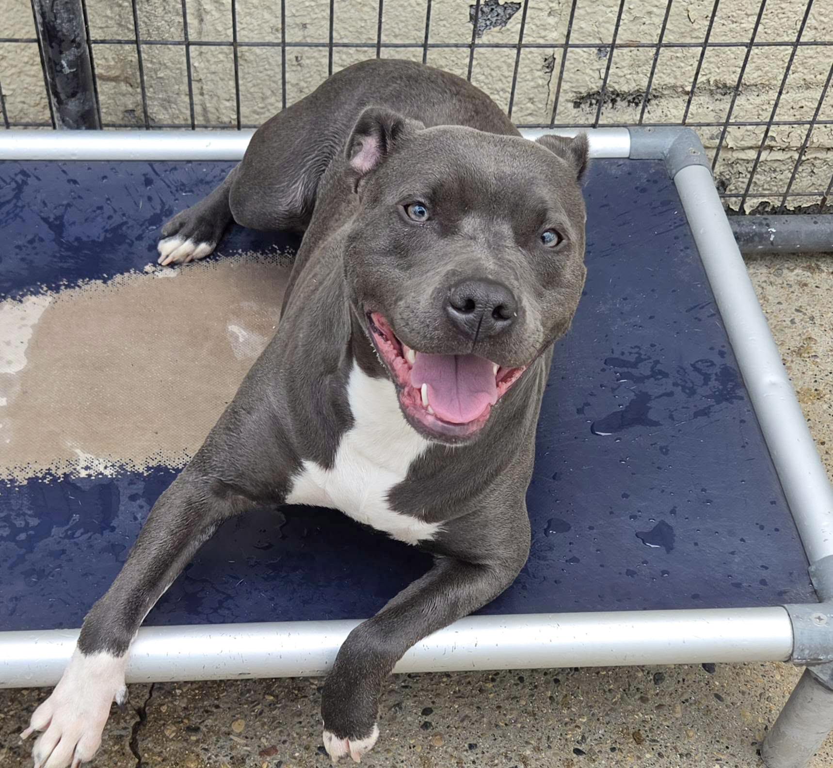 Enlarge JESSIE- Needs a foster/forever home!, a Adoptable mixed breed in Birmingham, MI image 5/6