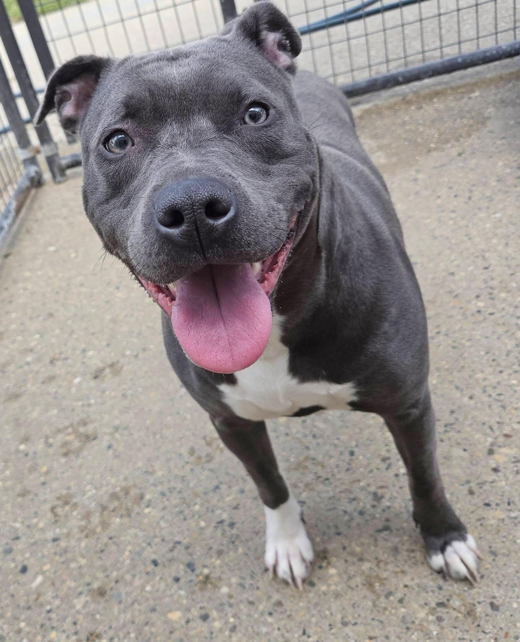 Enlarge JESSIE- Needs a foster/forever home!, a Adoptable mixed breed in Birmingham, MI image 3/6