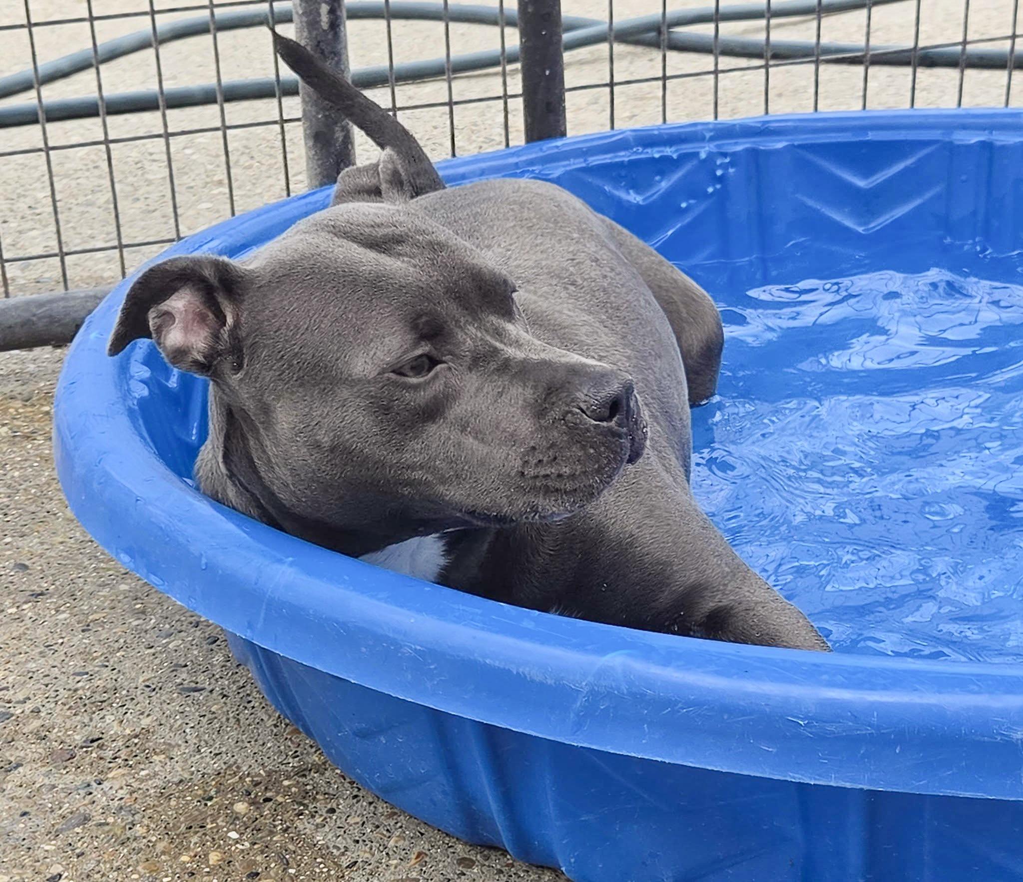Enlarge JESSIE- Needs a foster/forever home!, a Adoptable mixed breed in Birmingham, MI image 4/6