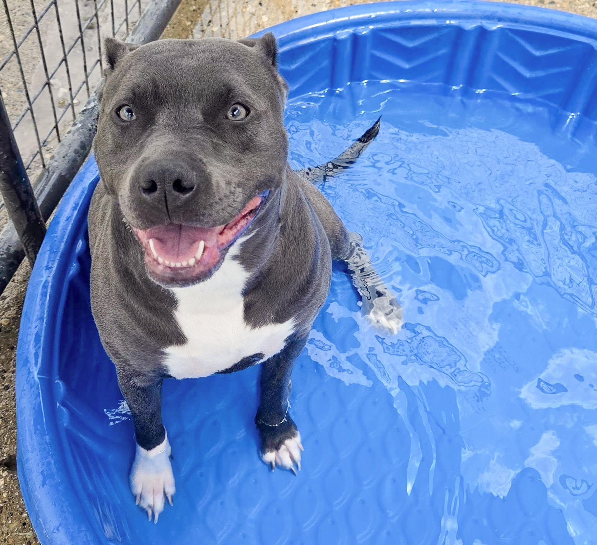 Enlarge JESSIE- Needs a foster/forever home!, a Adoptable mixed breed in Birmingham, MI image 6/6
