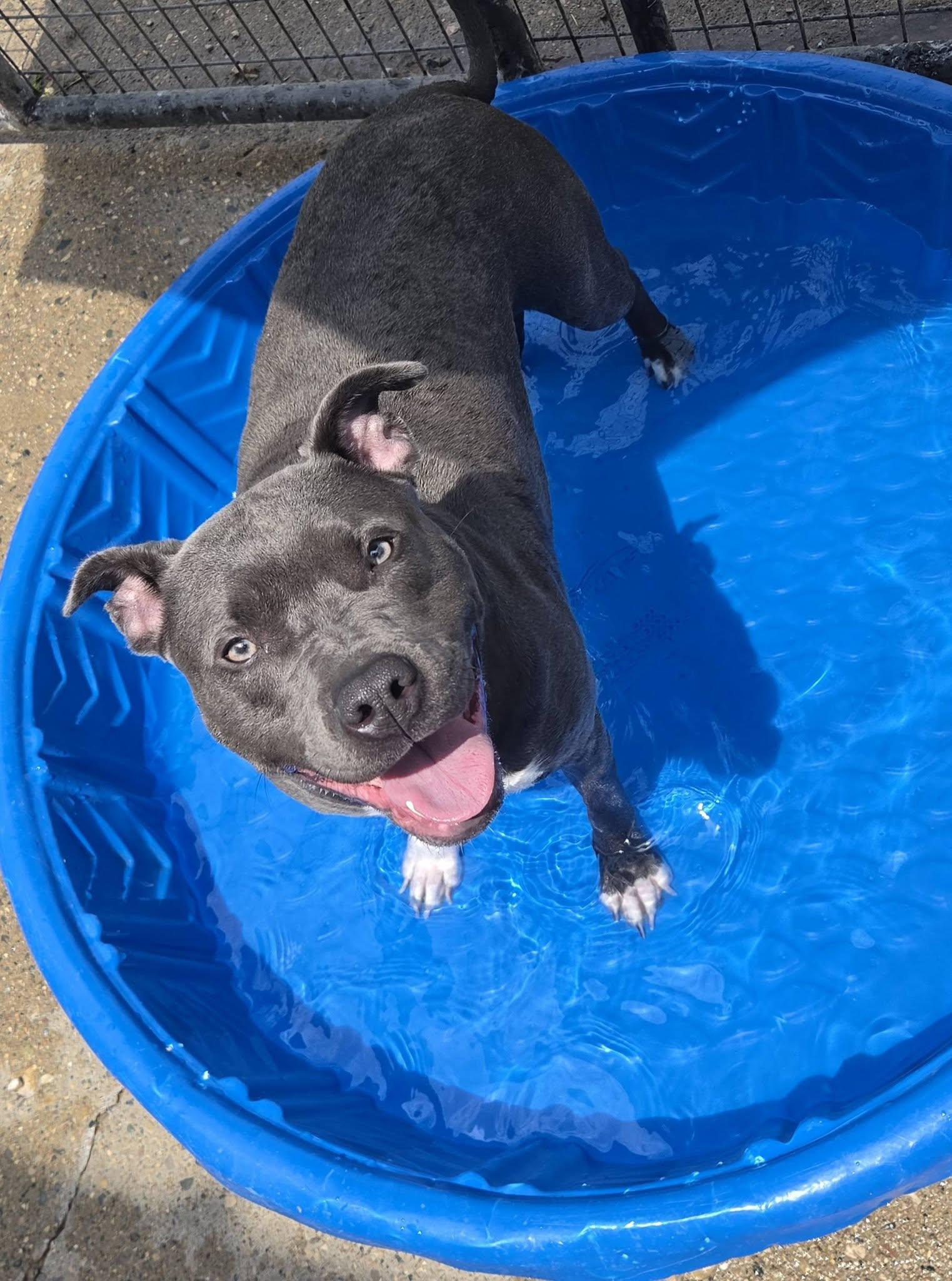 Enlarge JESSIE- Needs a foster/forever home!, a Adoptable mixed breed in Birmingham, MI image 2/6