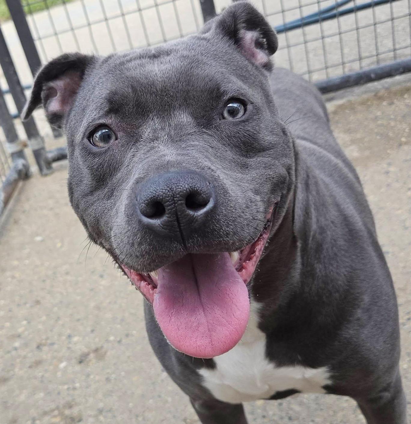 JESSIE- Needs a foster/forever home!, Adoptable, Adult Female Labrador Retriever & Staffordshire Bull Terrier.