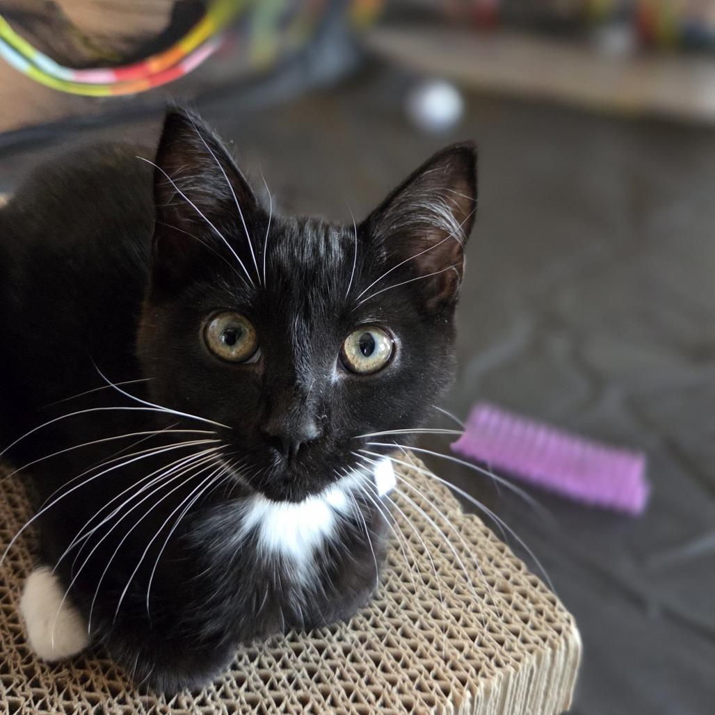 Enlarge Leah (white), a Adoptable Domestic Short Hair in Allyn, WA image 1/3