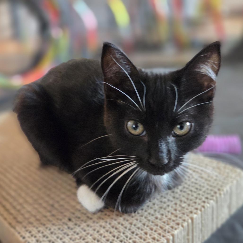 Enlarge Leah (white), a Adoptable Domestic Short Hair in Allyn, WA image 2/3