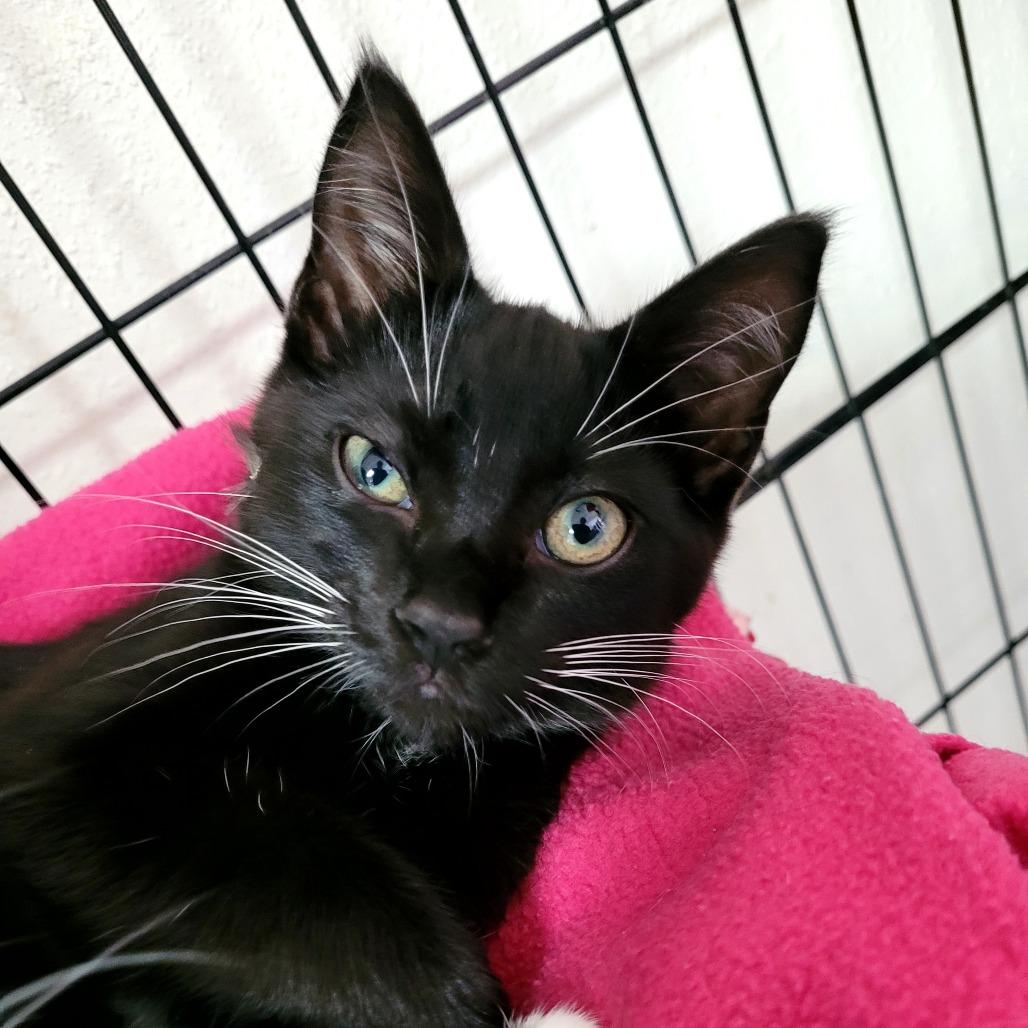 Enlarge Leah (white), a Adoptable Domestic Short Hair in Allyn, WA image 3/3