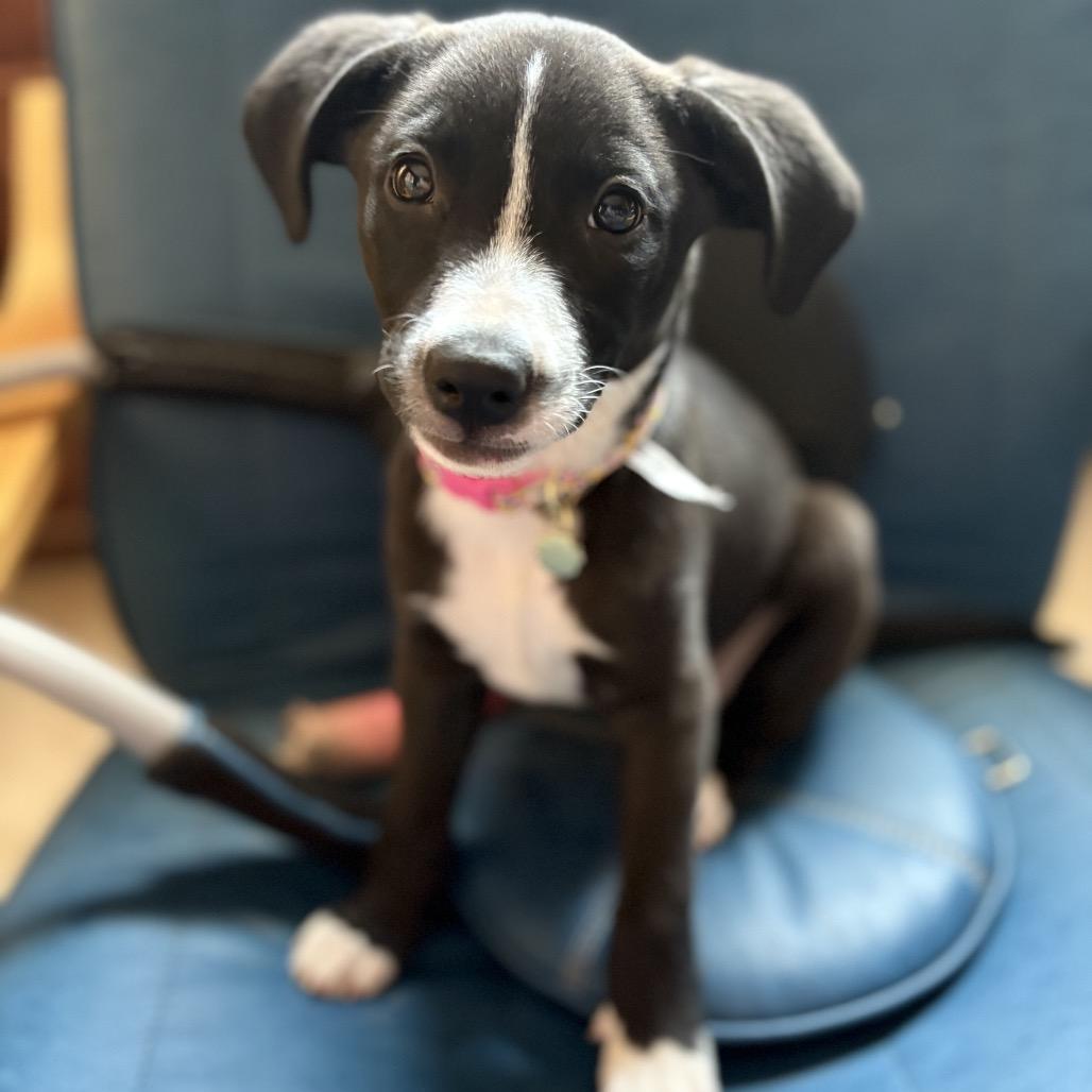 Enlarge Haven, a Adoptable Border Collie in Phoenix, AZ image 1/3