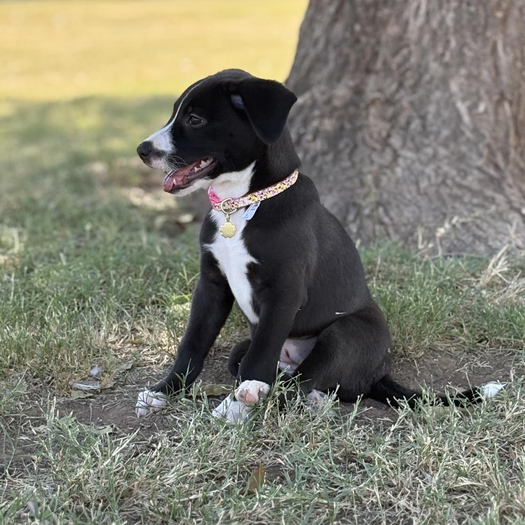 Enlarge Haven, a Adoptable Border Collie in Phoenix, AZ image 2/3