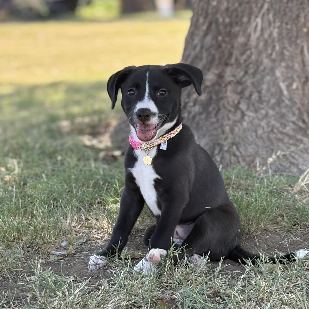 Enlarge Haven, a Adoptable Border Collie in Phoenix, AZ image 3/3