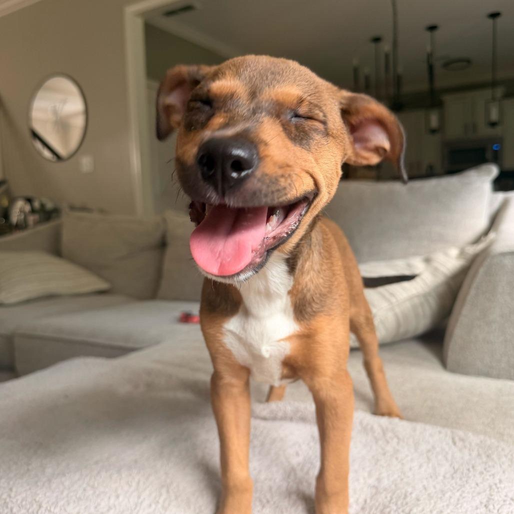 Ginny, Adoptable, Puppy Female Mixed Breed.