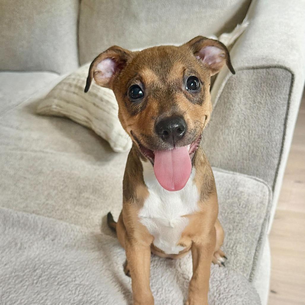 Ginny, a Adoptable Mixed Breed in Durham, NC image 2/6