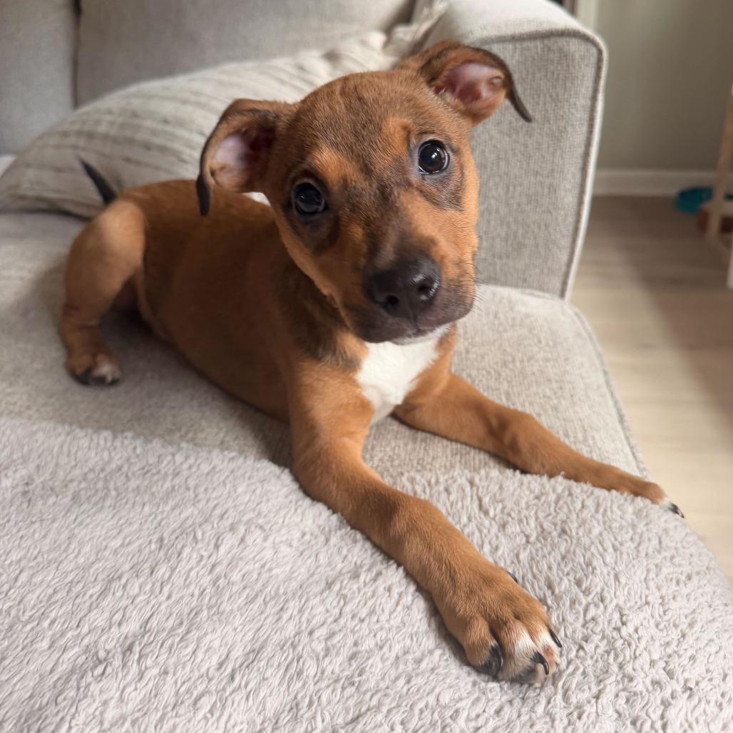 Ginny, a Adoptable Mixed Breed in Durham, NC image 3/6