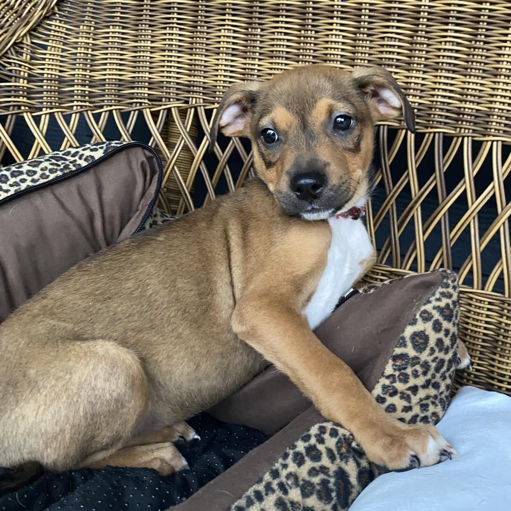 Ginny, a Adoptable Mixed Breed in Durham, NC image 4/6