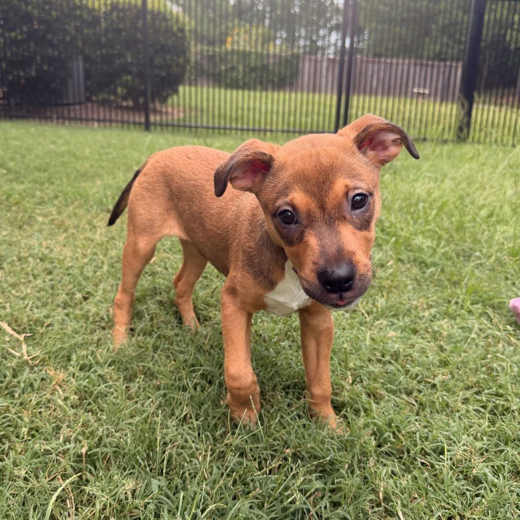 Ginny, a Adoptable Mixed Breed in Durham, NC image 5/6