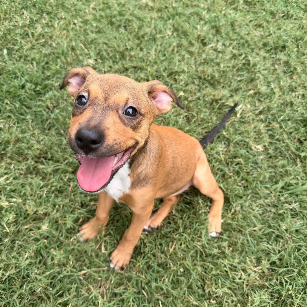 Ginny, a Adoptable Mixed Breed in Durham, NC image 6/6