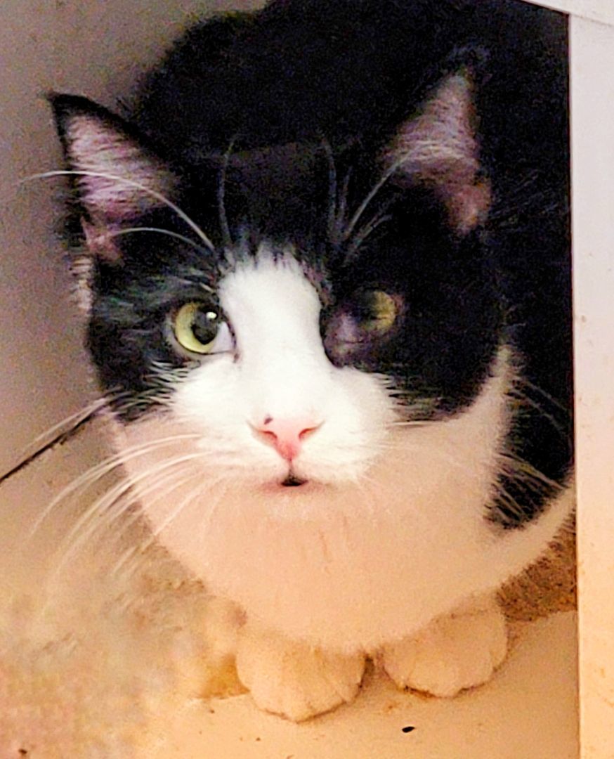 Fin, a Adoptable mixed breed in Chicago, IL image 1/5